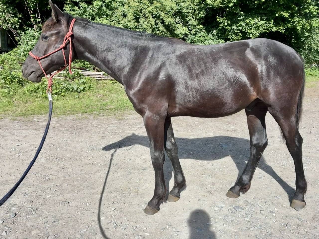 Poulain 2025 - PRE x OLD