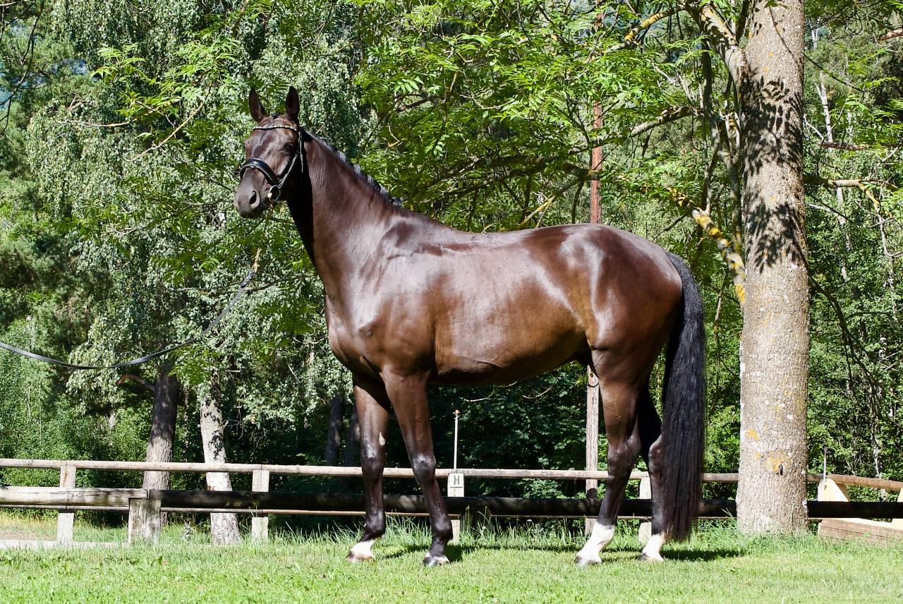 Hongre - DSP - 5 ans - Dressage / Polyvalent - France