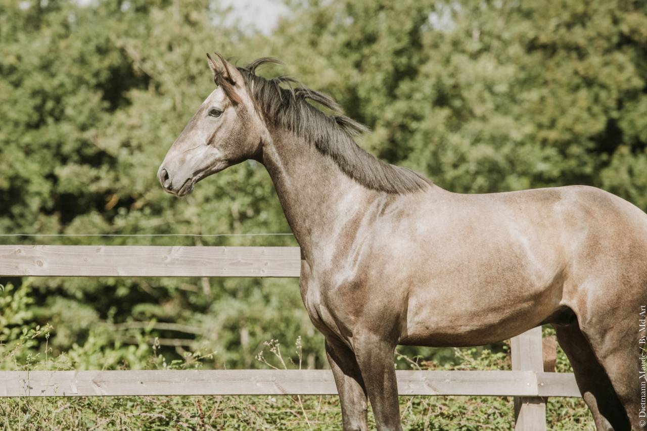 Hongre-Luso Warmblood 4 ans Dressage /Polyvalent France