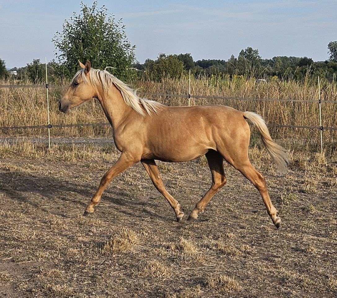 Pouliche 1an Palomino oc tb origines sport