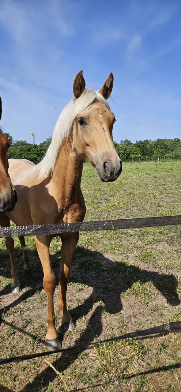 Pouliche 1an Palomino oc tb origines sport