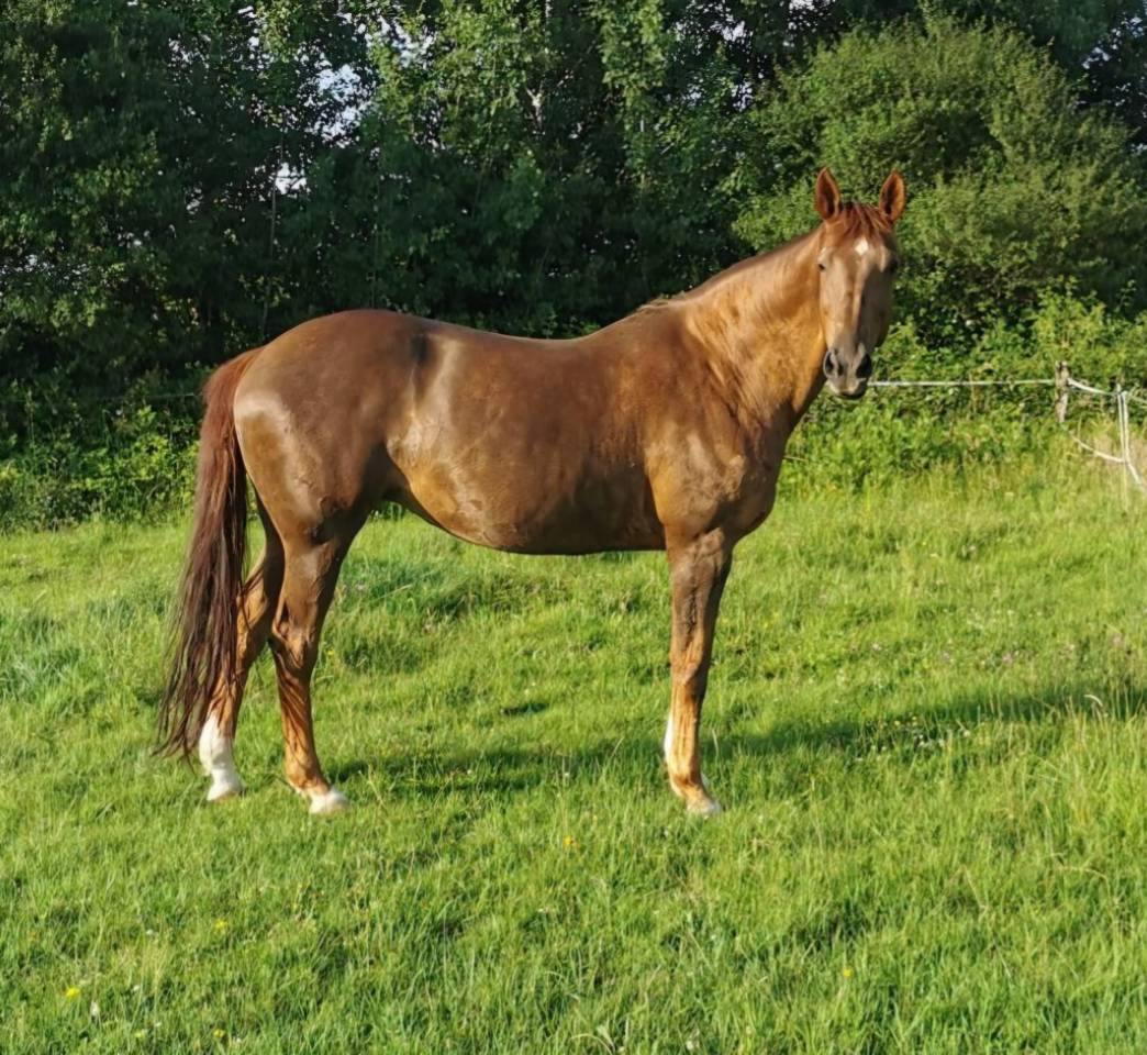 Pouliche 1an Palomino oc tb origines sport