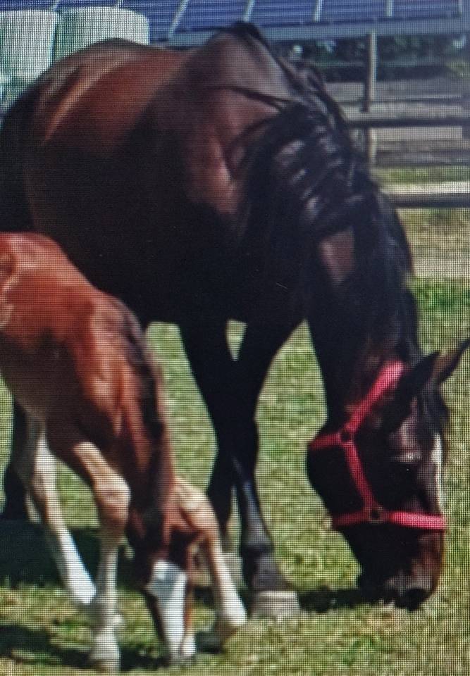 Vends Jument Poulini&egrave;re de 8 ans par Casall