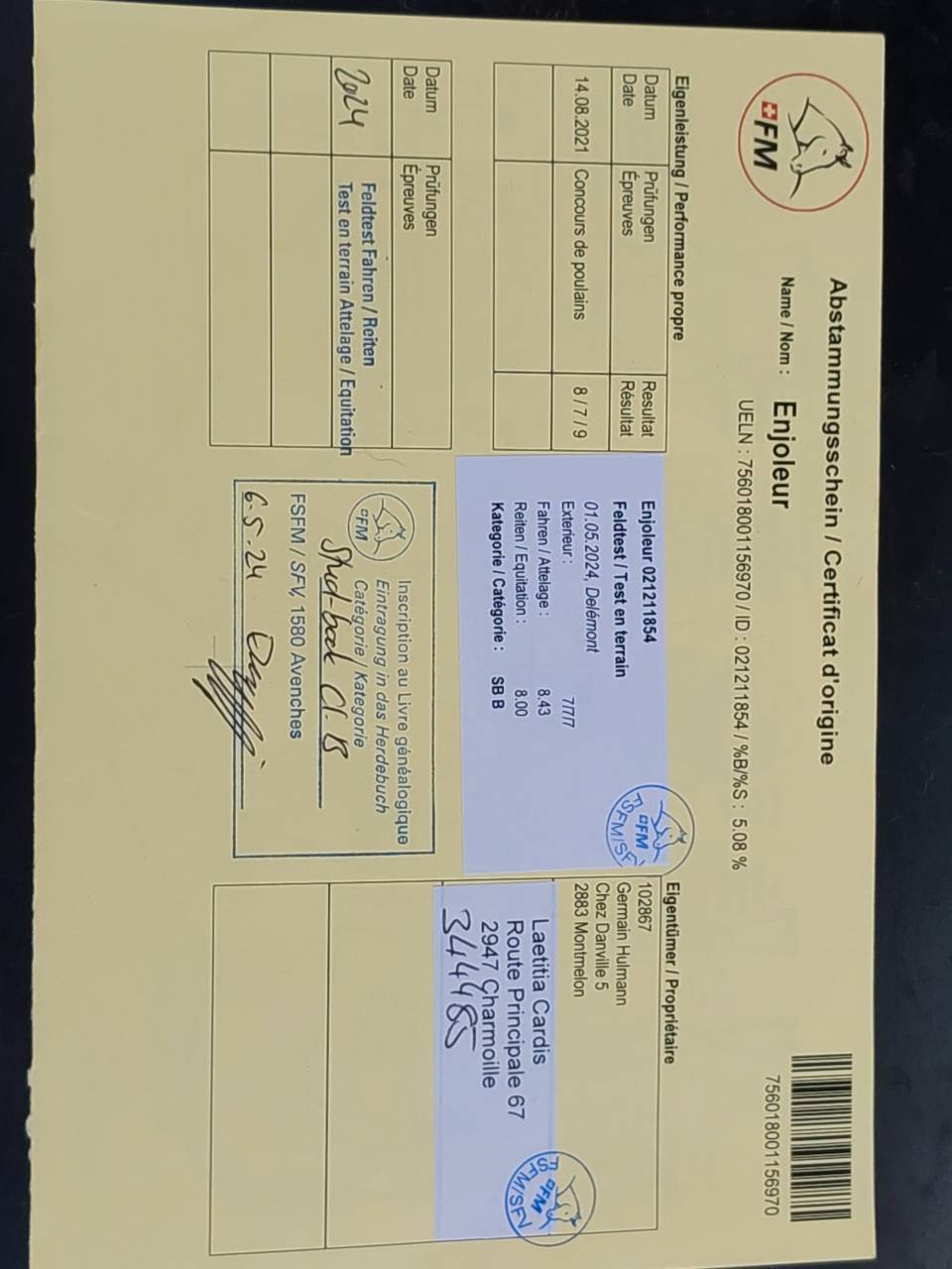 A vendre hongre FM 5 ans