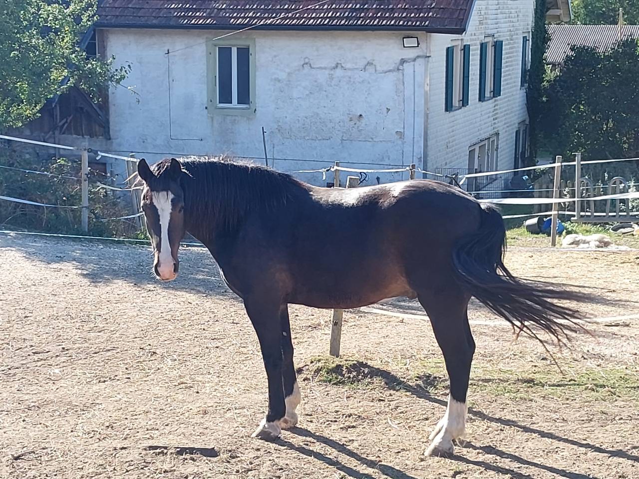 A vendre hongre FM 5 ans