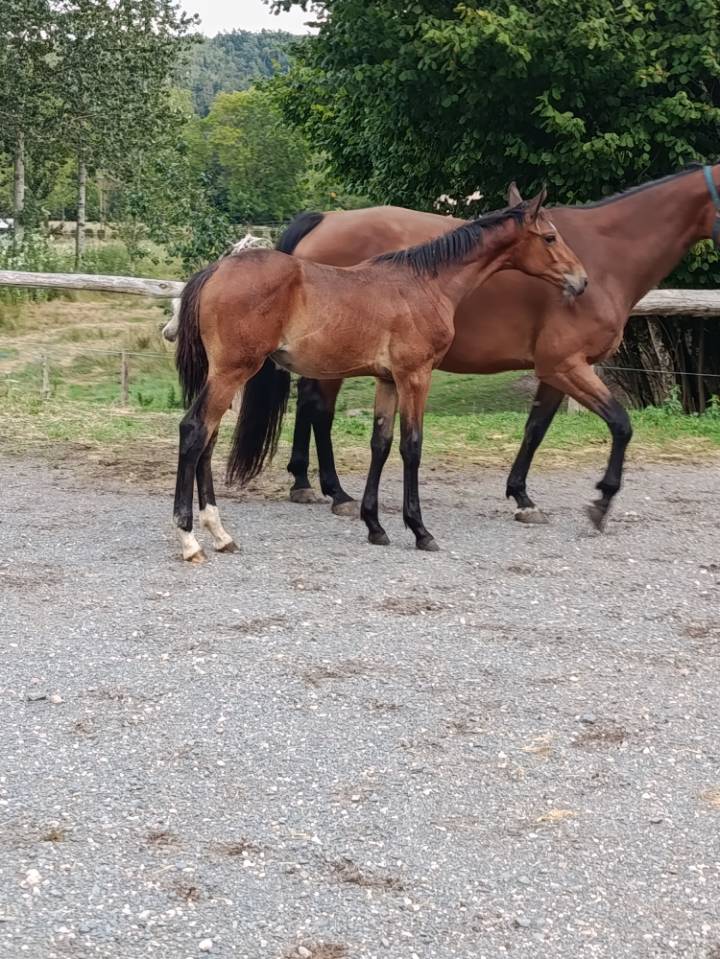 magnifique pouliche par Uricas VD Kattevennen
