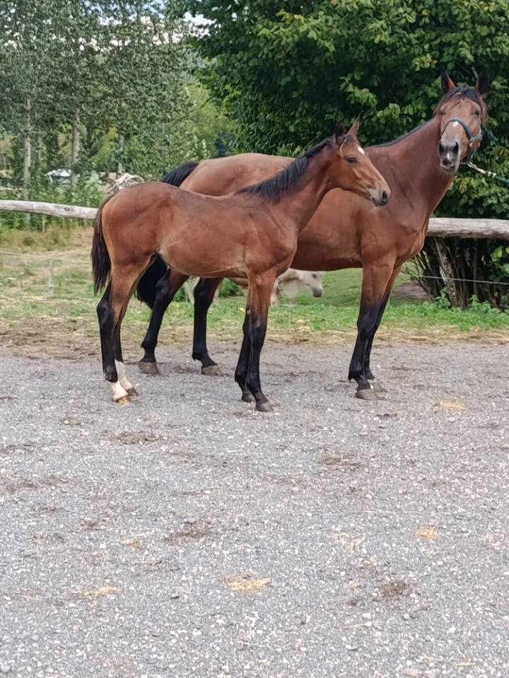 magnifique pouliche par Uricas VD Kattevennen