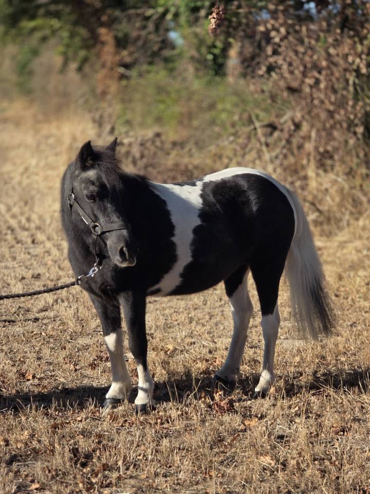 Ponette de confiance et d'exp&eacute;rience 