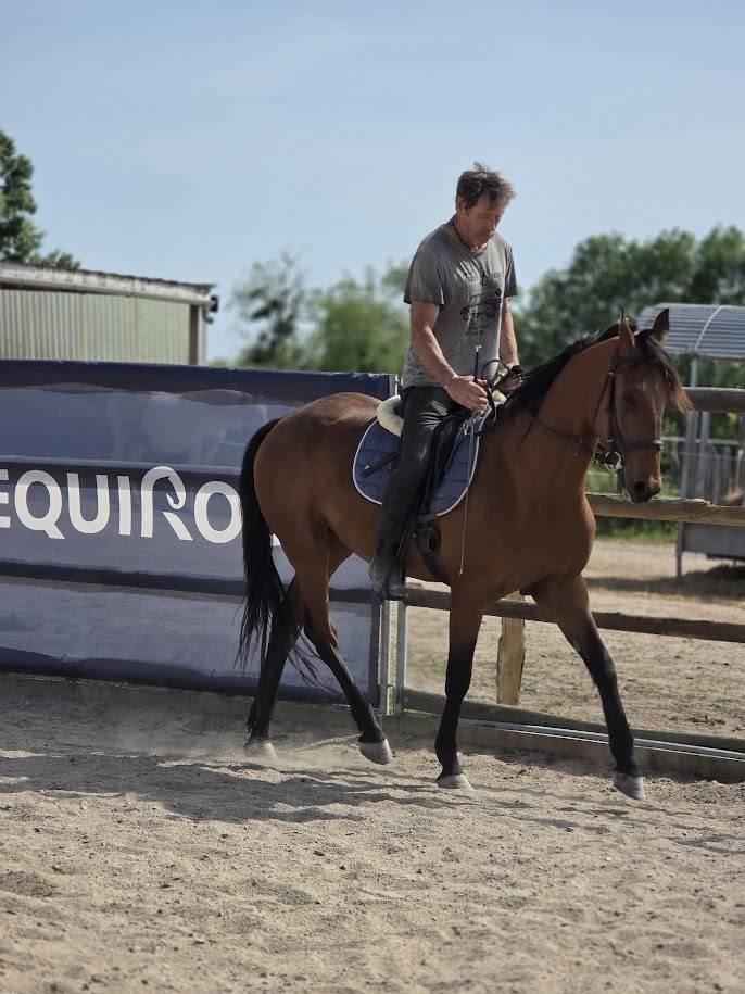 Cheval CSO Balade