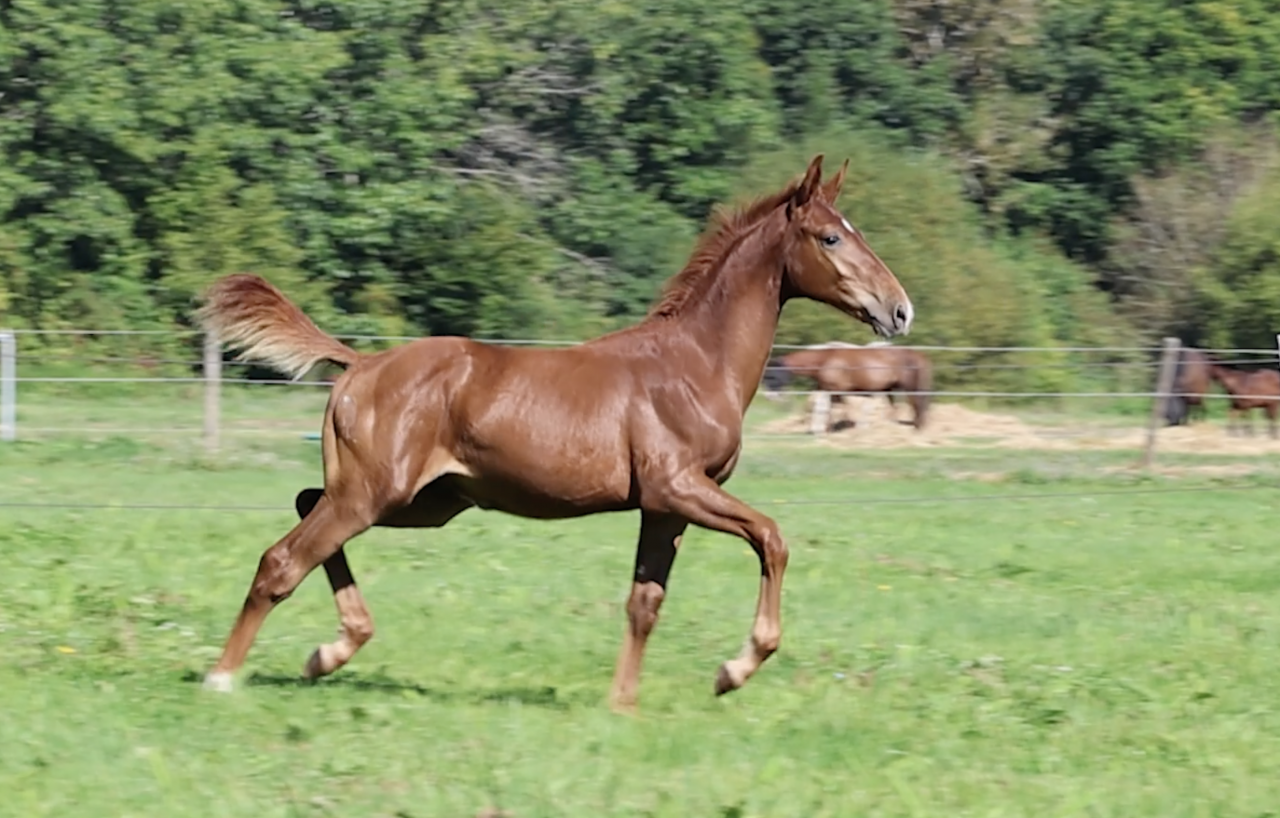 CAPISTRIO &ndash; La performance inscrite dans le pedigree
