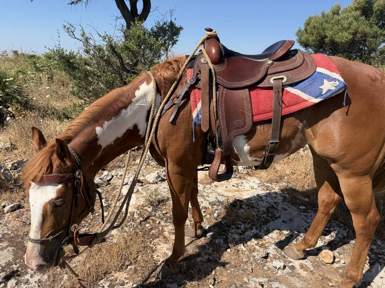 Jument Paint Horse A vendre 2021 Overo