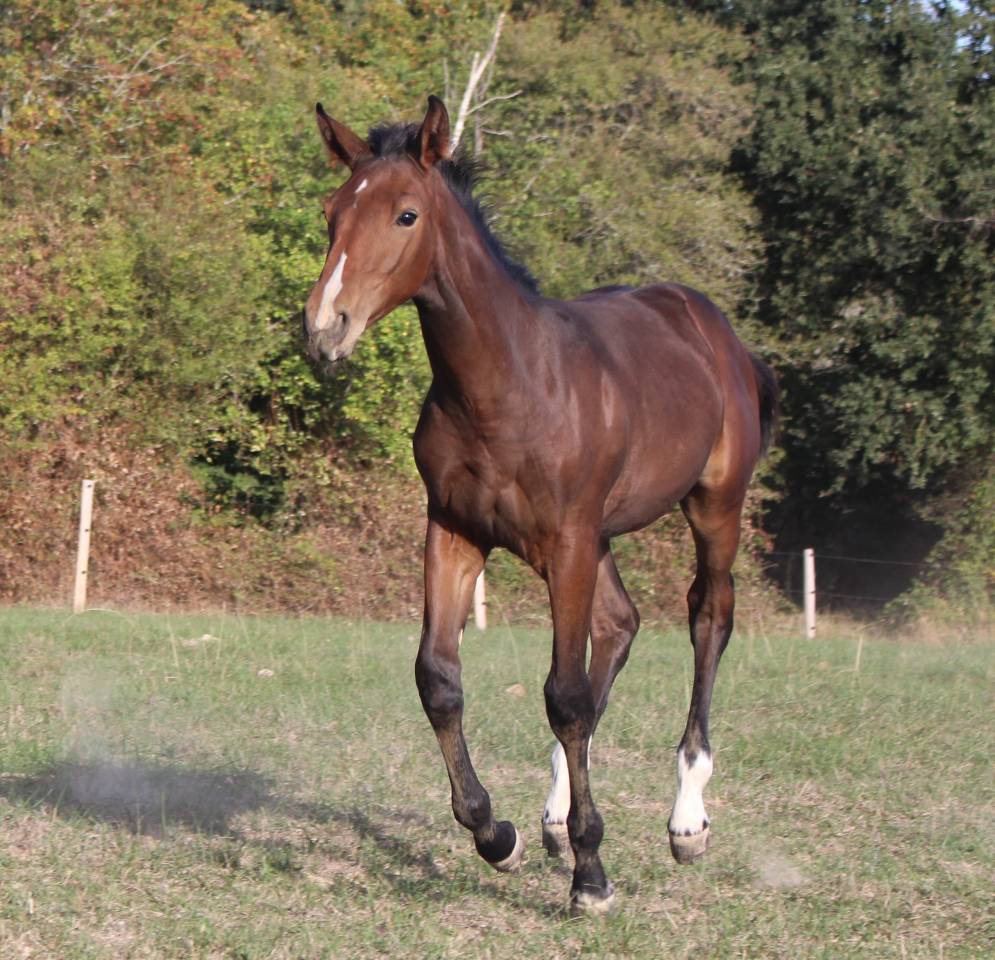 poulini&egrave;re selle fran&ccedil;ais suit&eacute;e, en lot
