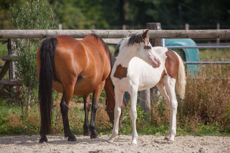 Ponette poulini&egrave;re New forest import&eacute;e de grande bretag