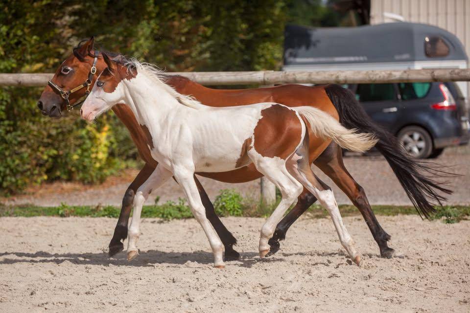 Ponette poulini&egrave;re New forest import&eacute;e de grande bretag