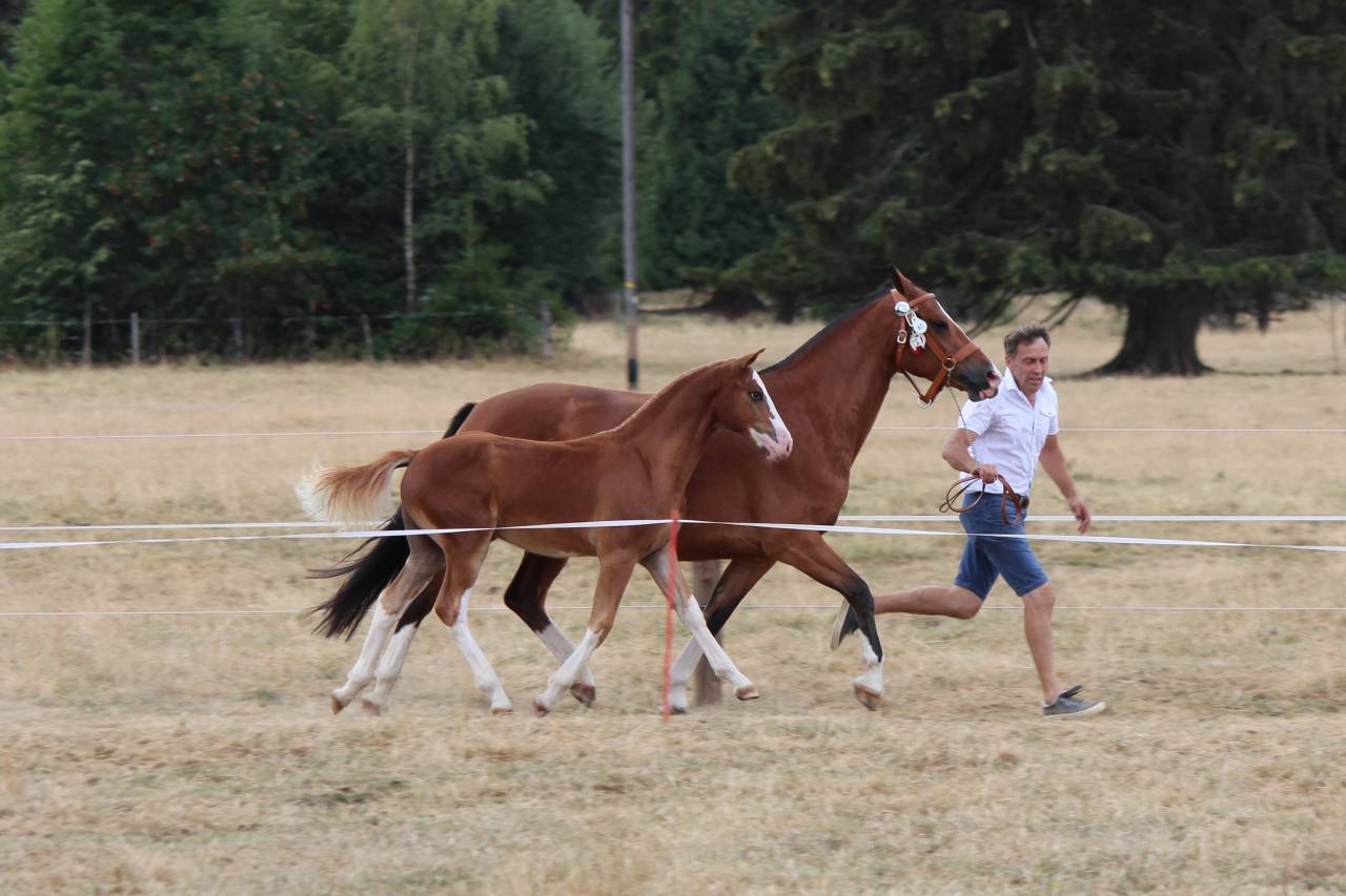 A vendre poulain m&acirc;le Franches-montagnes