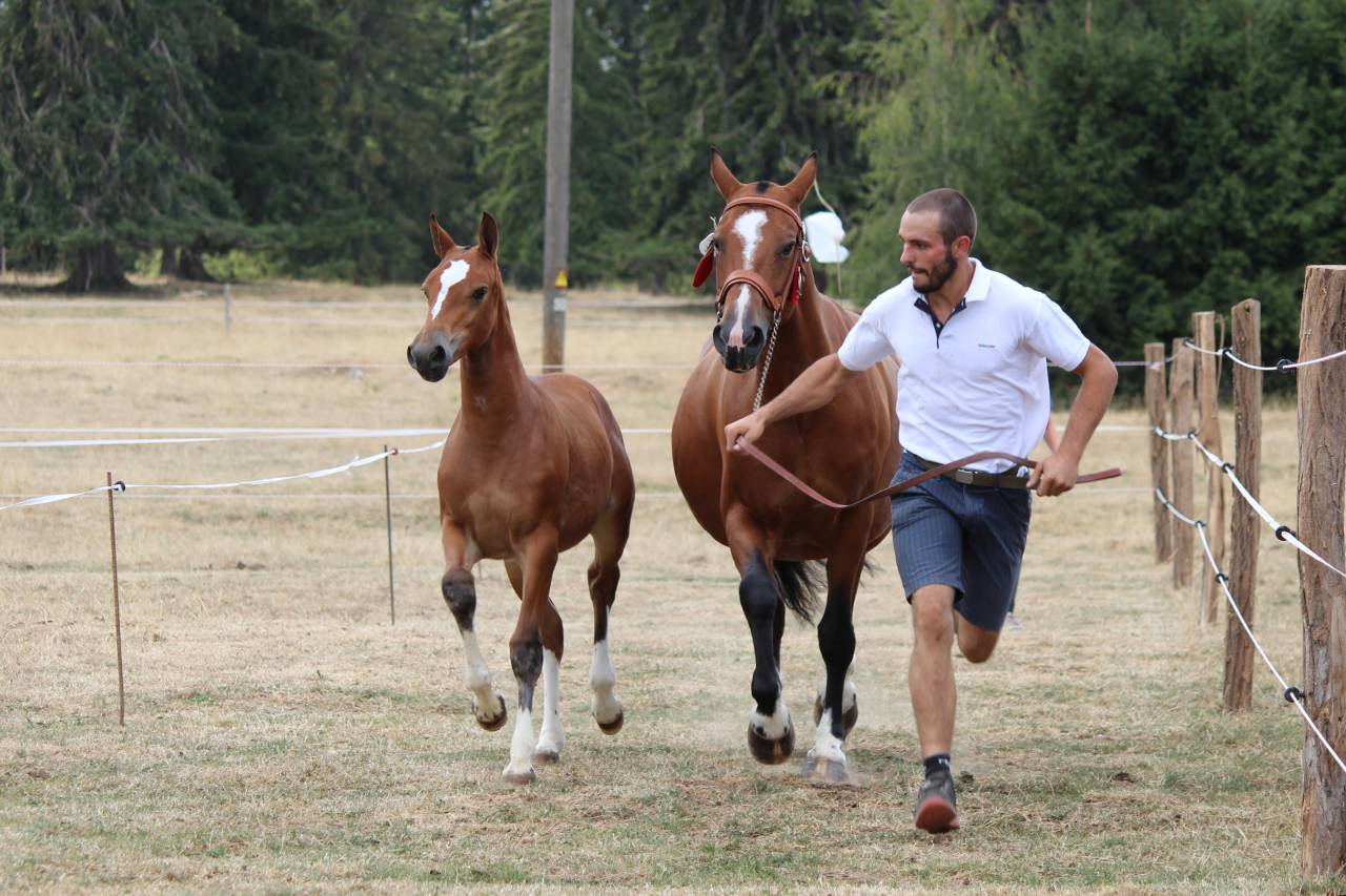 A vendre Pouliche F-M Roxy du Peup&eacute;