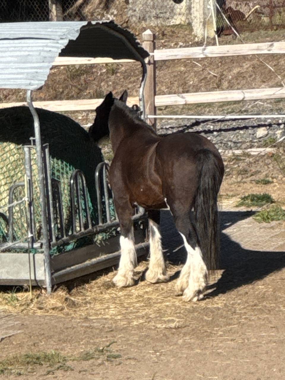Jument Gypsy Cob
