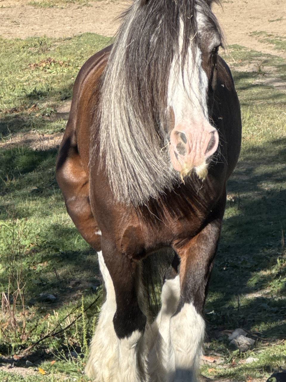 Jument Gypsy Cob