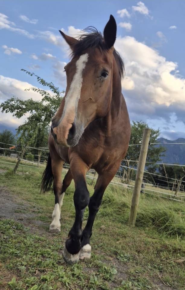 A vendre FM 5ans 
