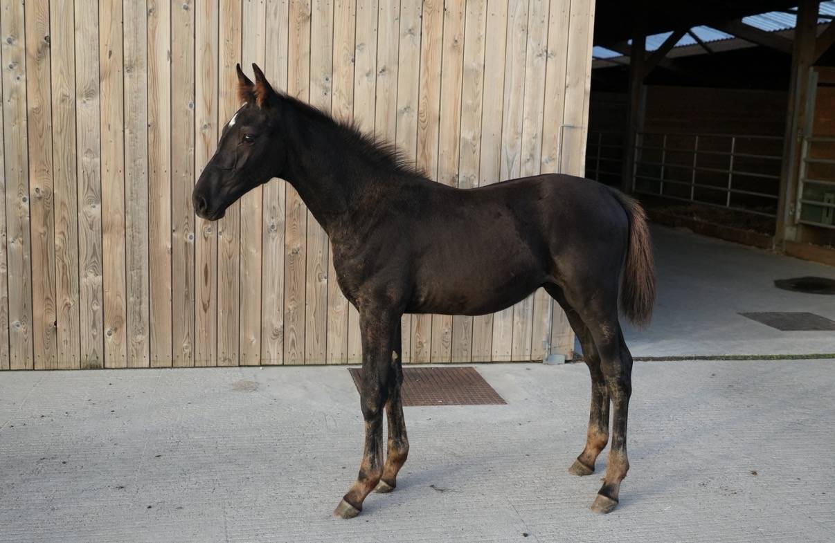 Magnifique poulain SBS par Pegase van't Ruytershof