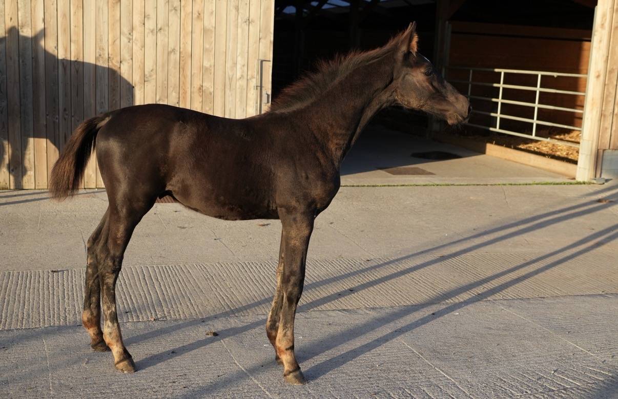 Magnifique poulain SBS par Pegase van't Ruytershof