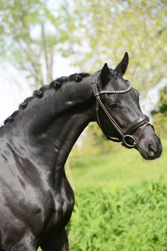 Hongre - Selle Fran&ccedil;ais - 5 ans - Dressage - France