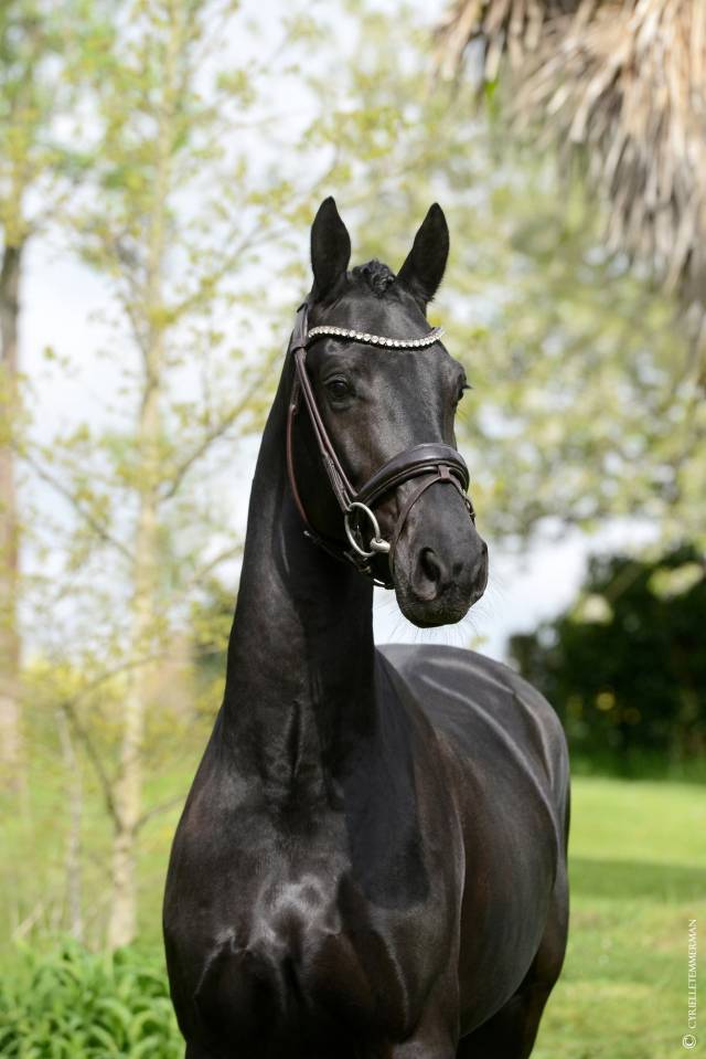 Hongre - Selle Fran&ccedil;ais - 5 ans - Dressage - France