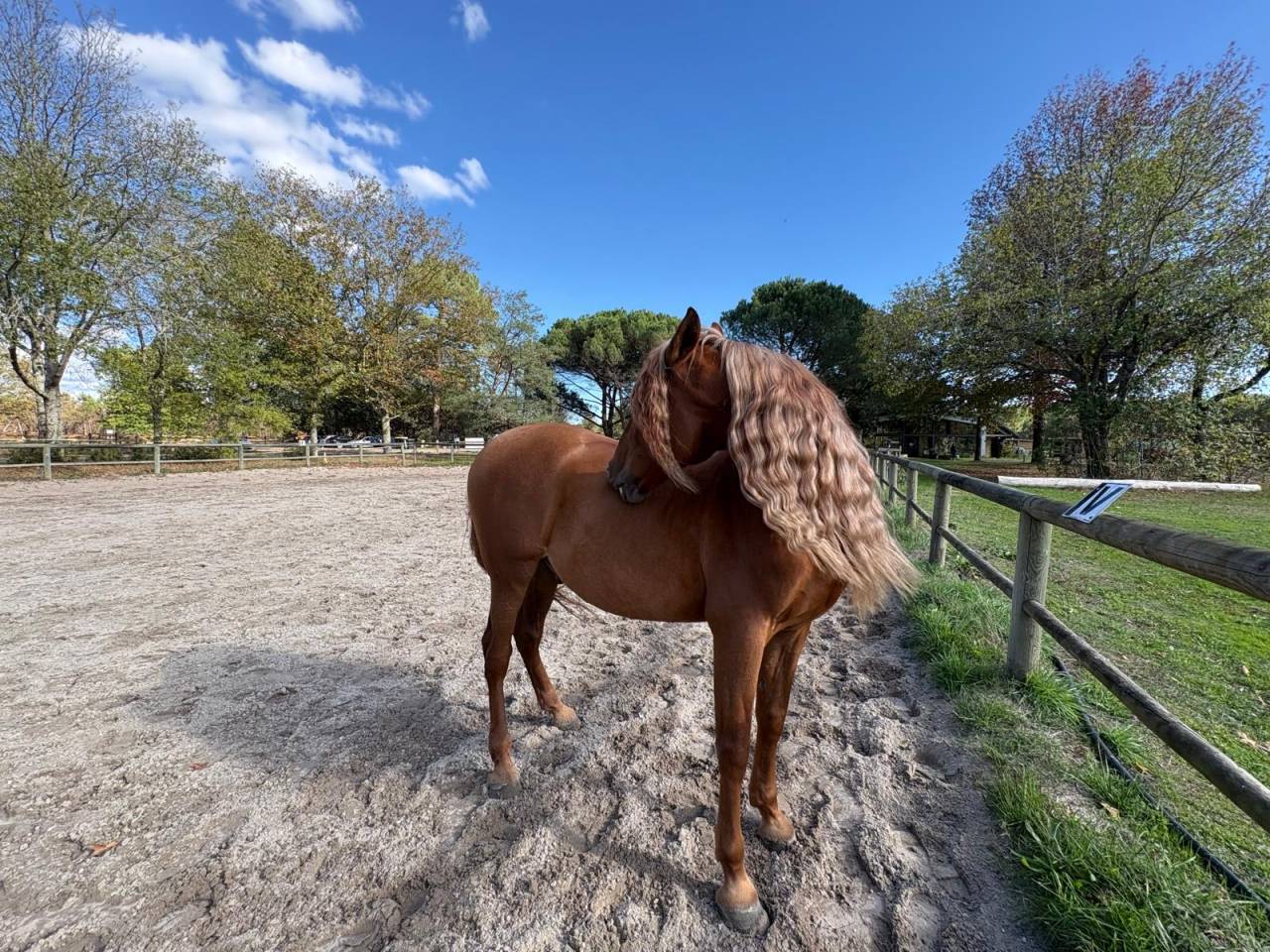 &Agrave; vendre Imperioso PRE