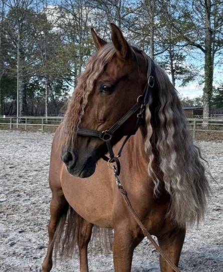 &Agrave; vendre Imperioso PRE