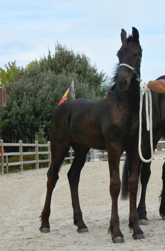 HECTOR DU GRAFFARD poulain frison ne le 13/05/26