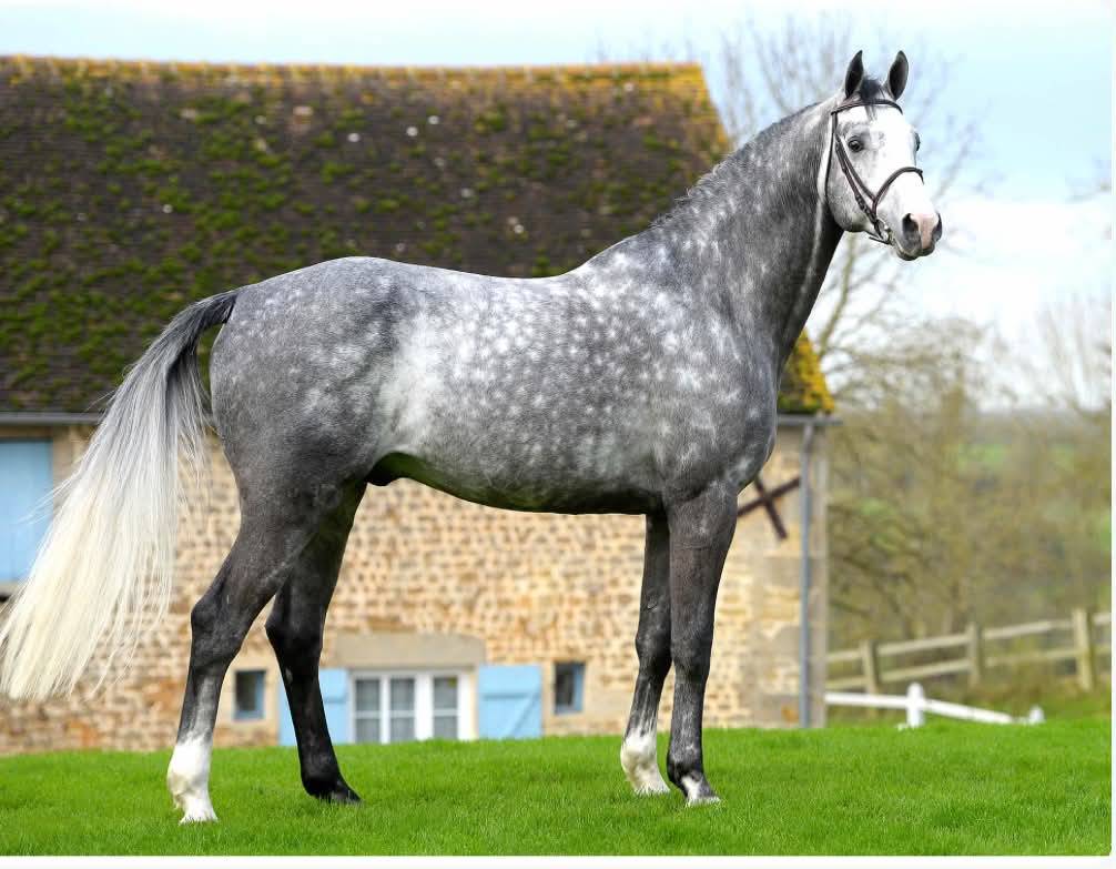 Poulain SF Ulmar mail x Champs elysees x Le tot