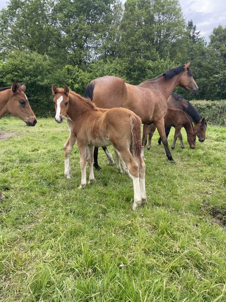 &Agrave; vendre foals de 6 mois par TAALEX