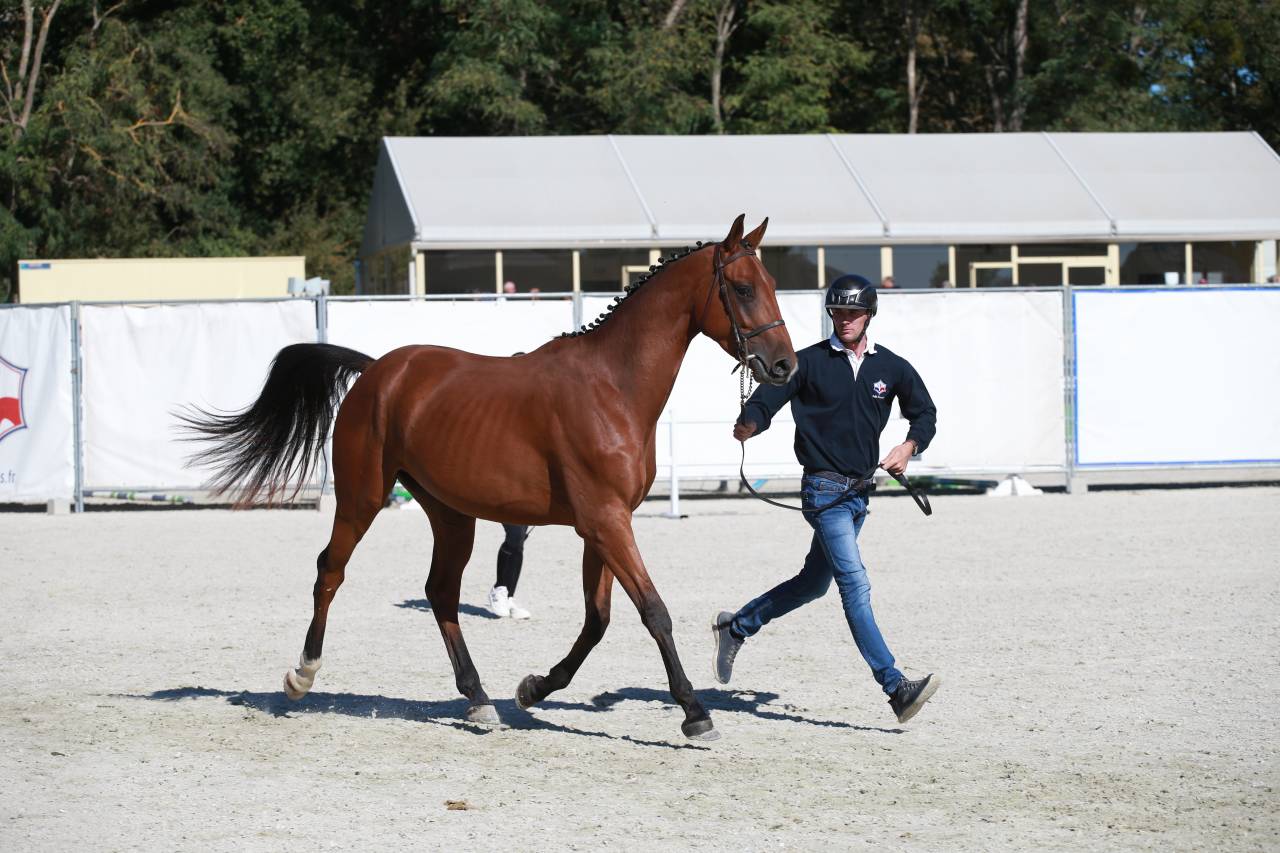 Jeune cheval 3 ans CSO - CCE