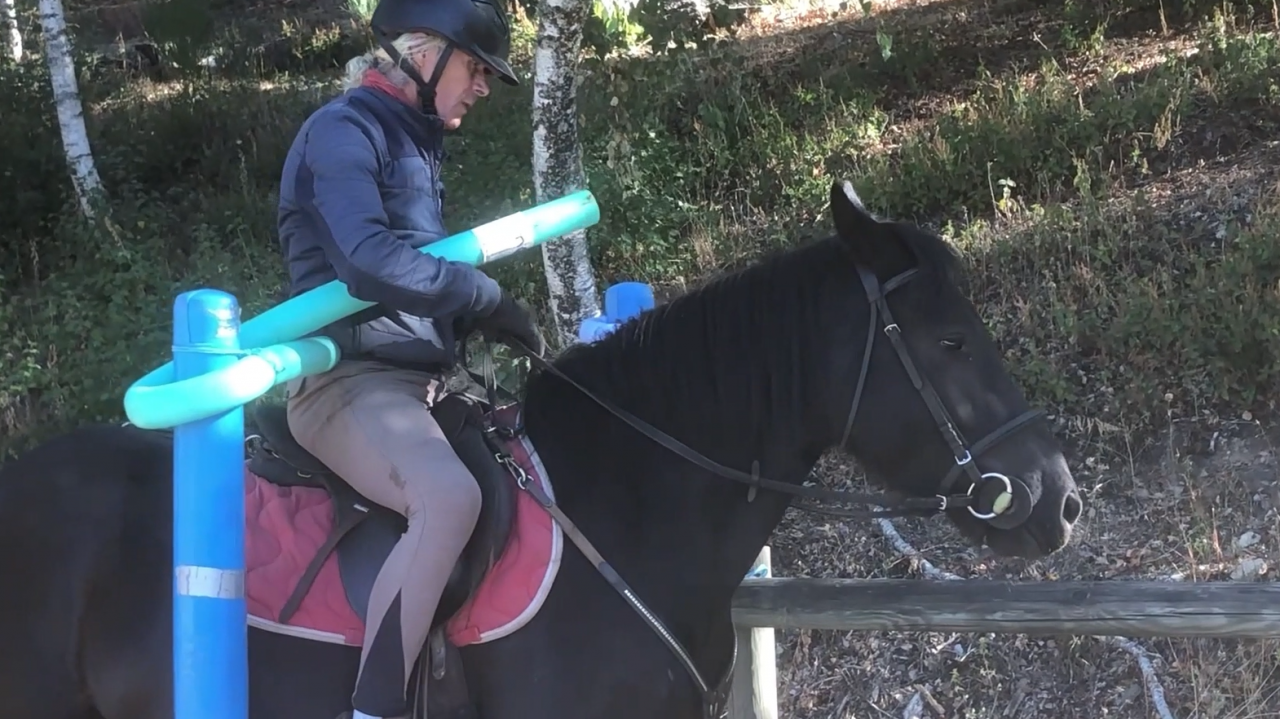 cheval hongre M&eacute;rens dress&eacute;