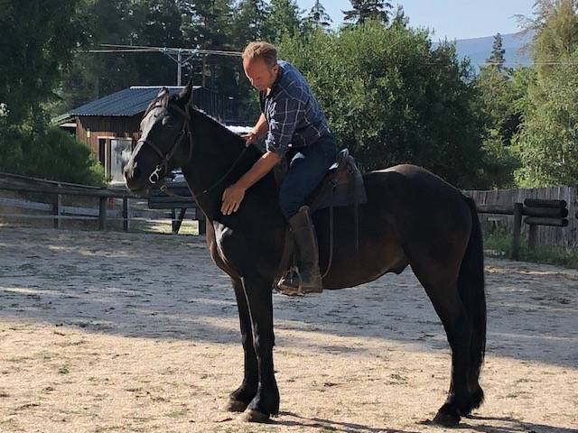 cheval hongre M&eacute;rens dress&eacute;