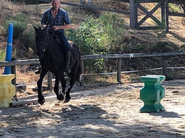 cheval hongre M&eacute;rens dress&eacute;