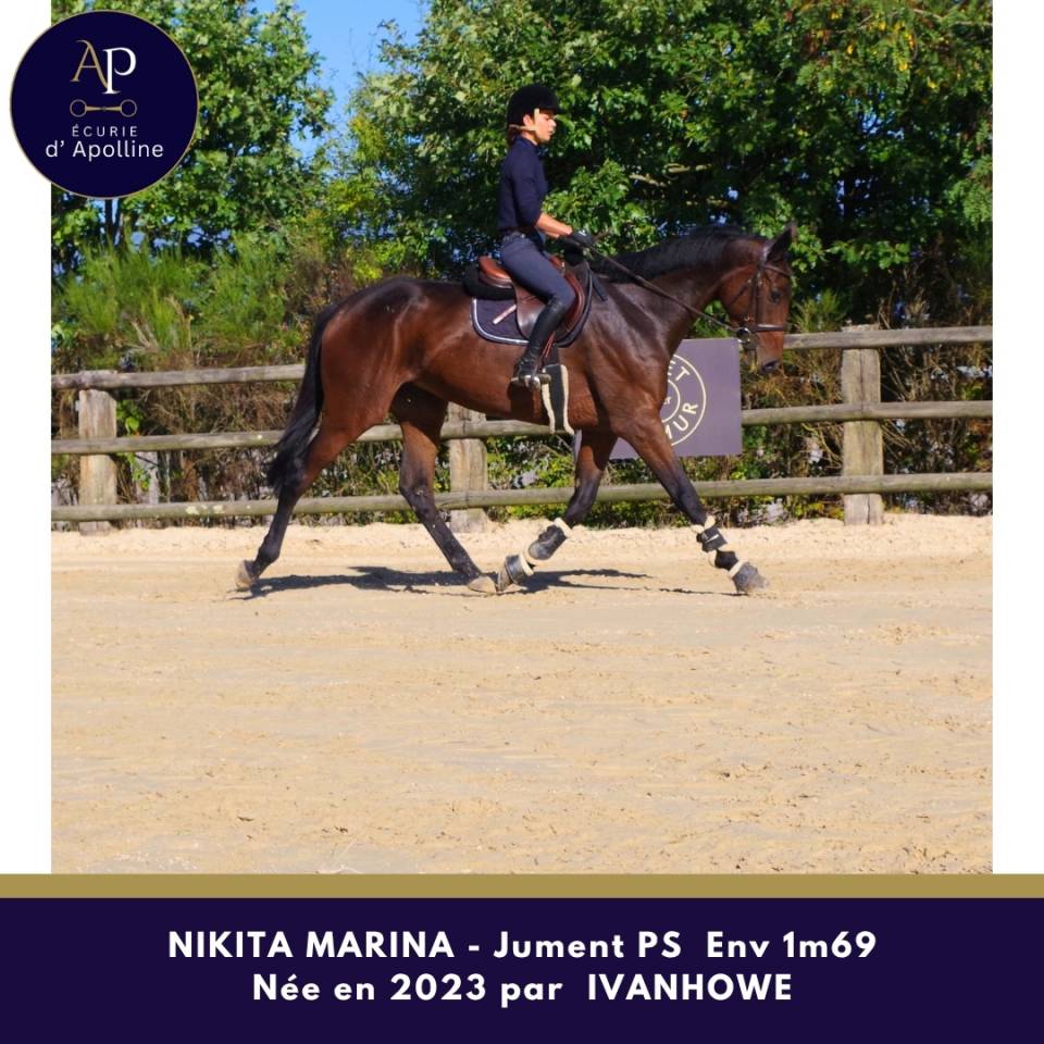 Superbe jument 3 ans top locomotion famille obstacle