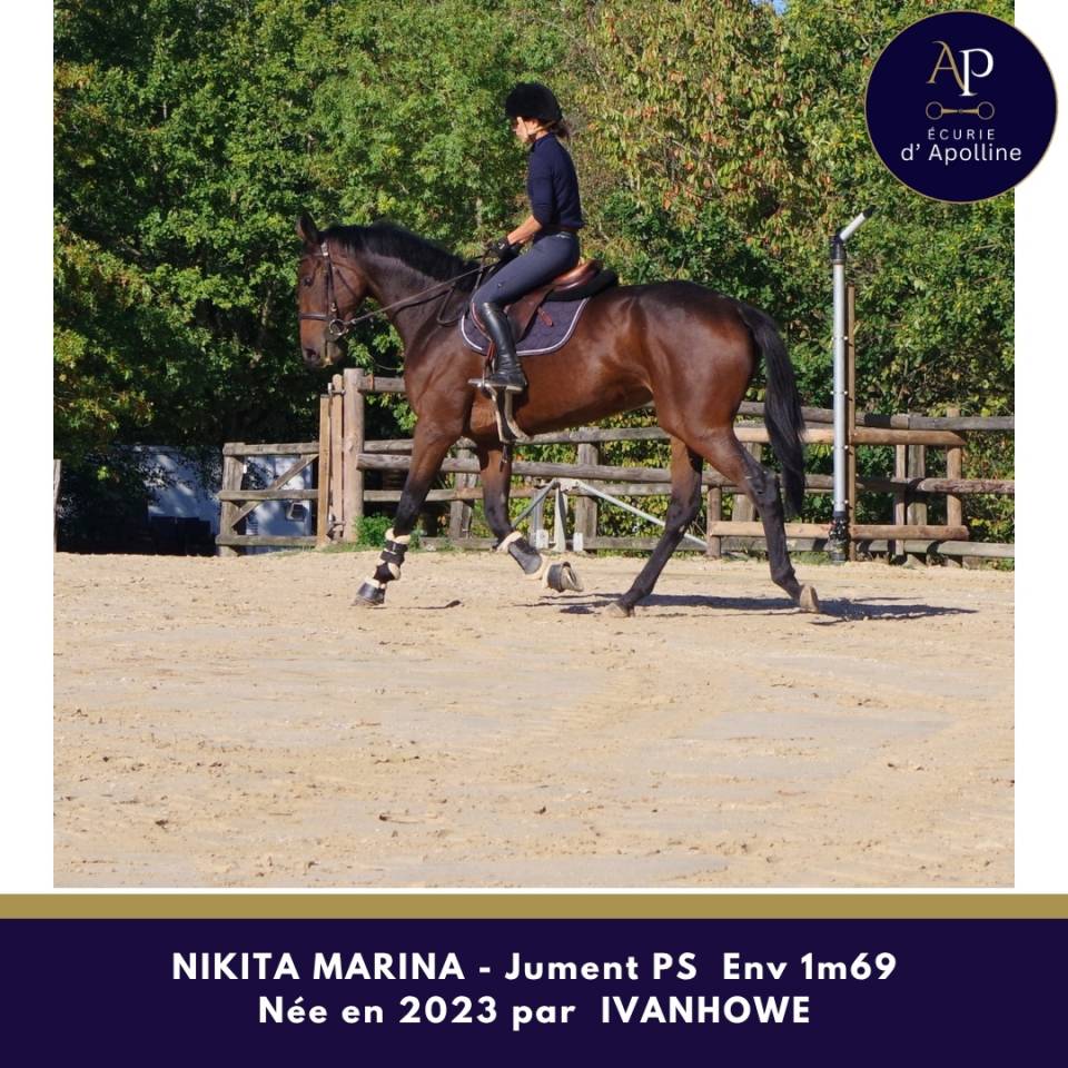 Superbe jument 3 ans top locomotion famille obstacle