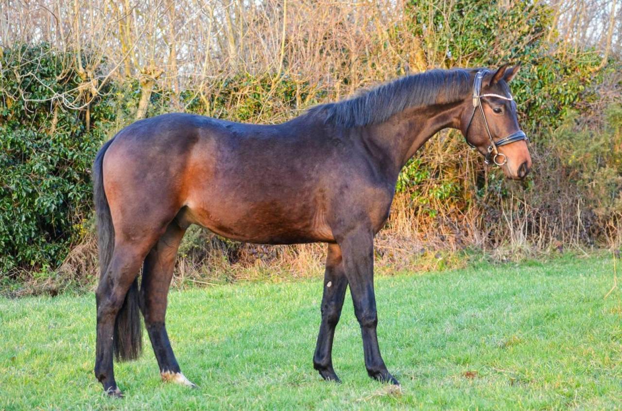 Jeune cheval d'exception de dressage