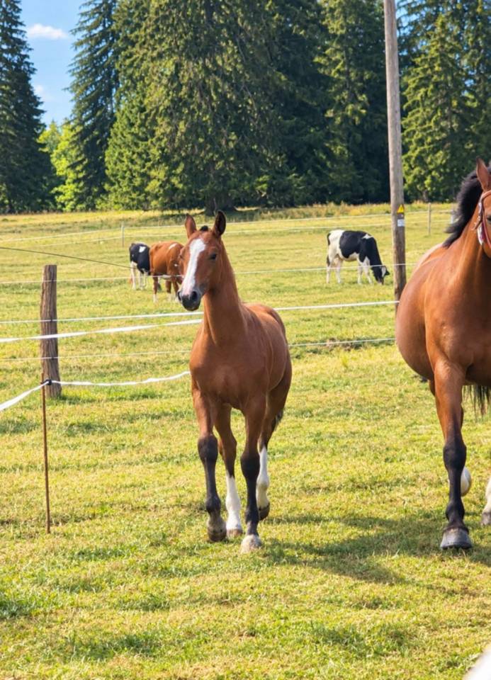 Pouliche FM &agrave; vendre