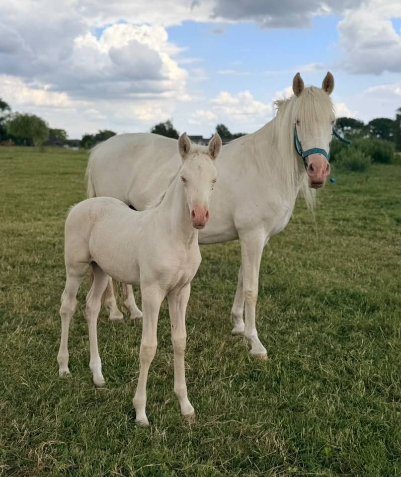 Magnifique pouliche PRE &agrave; vendre