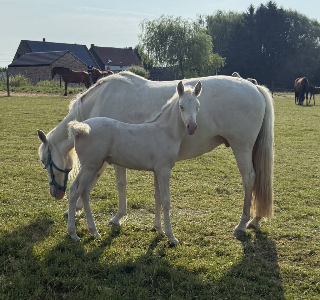 Magnifique pouliche PRE &agrave; vendre
