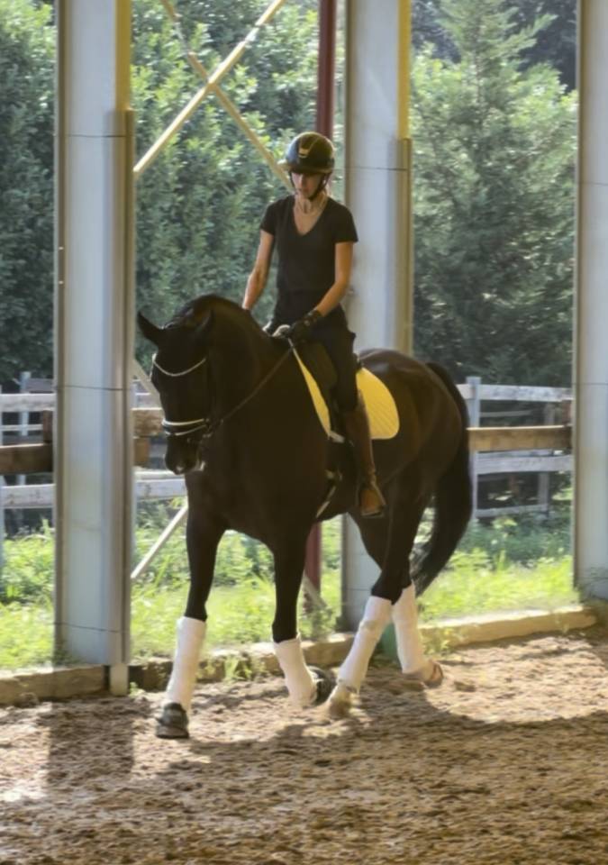 Hongre KWPN Cheval de Sport N&eacute;erlandais A vendre 2020 Bai brun par Ebony