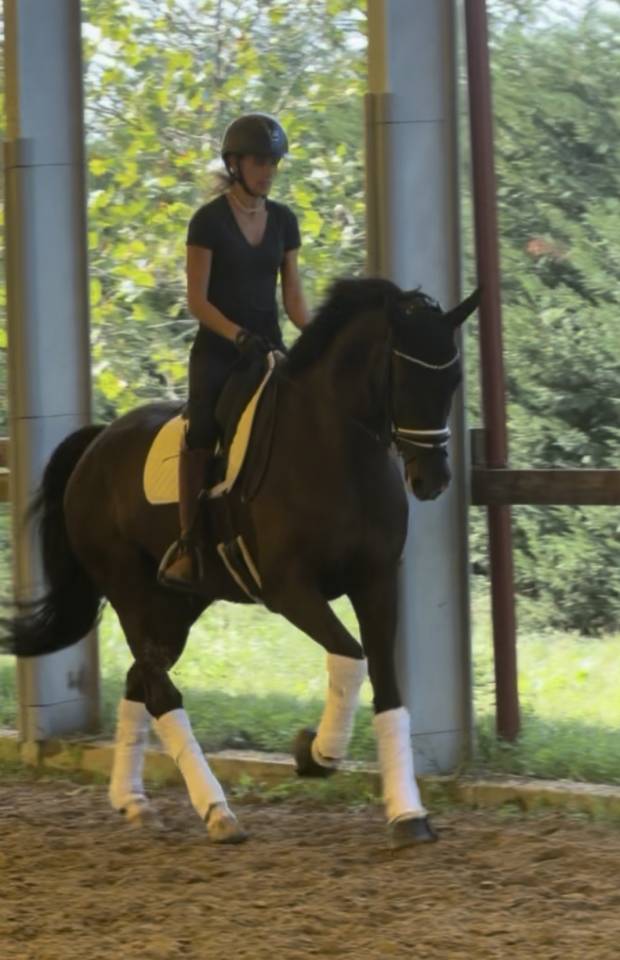 Hongre KWPN Cheval de Sport N&eacute;erlandais A vendre 2020 Bai brun par Ebony