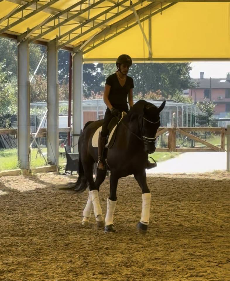 Hongre KWPN Cheval de Sport N&eacute;erlandais A vendre 2020 Bai brun par Ebony
