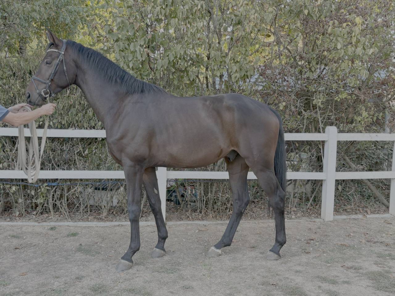 Hongre - Westphalien - 4 ans - Dressage - France