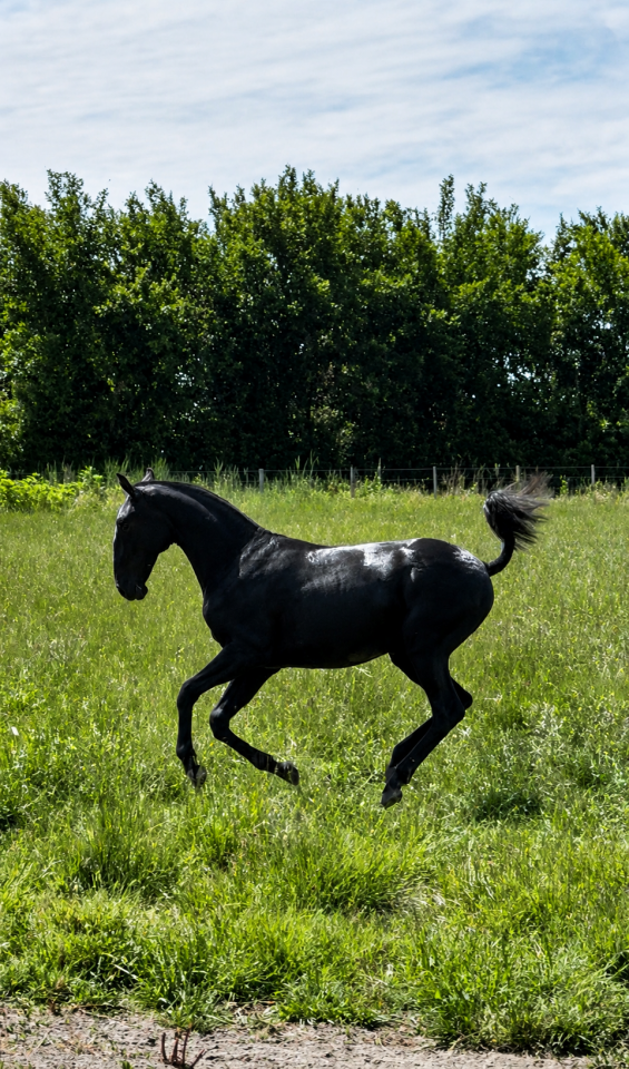 Pouliche &mdash; lusitano 