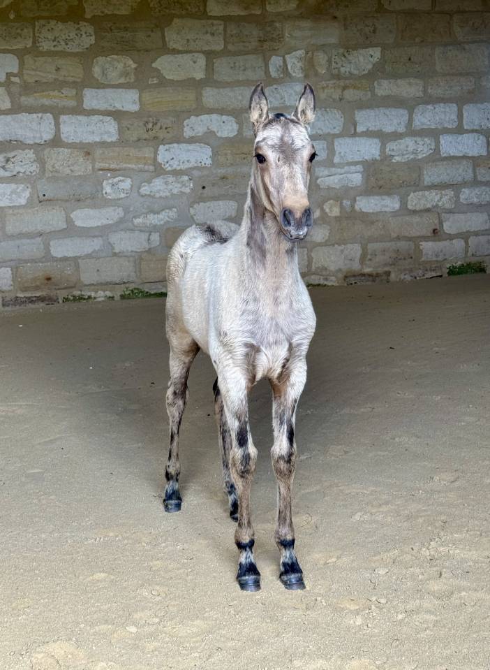 Pouliche &mdash; lusitano 