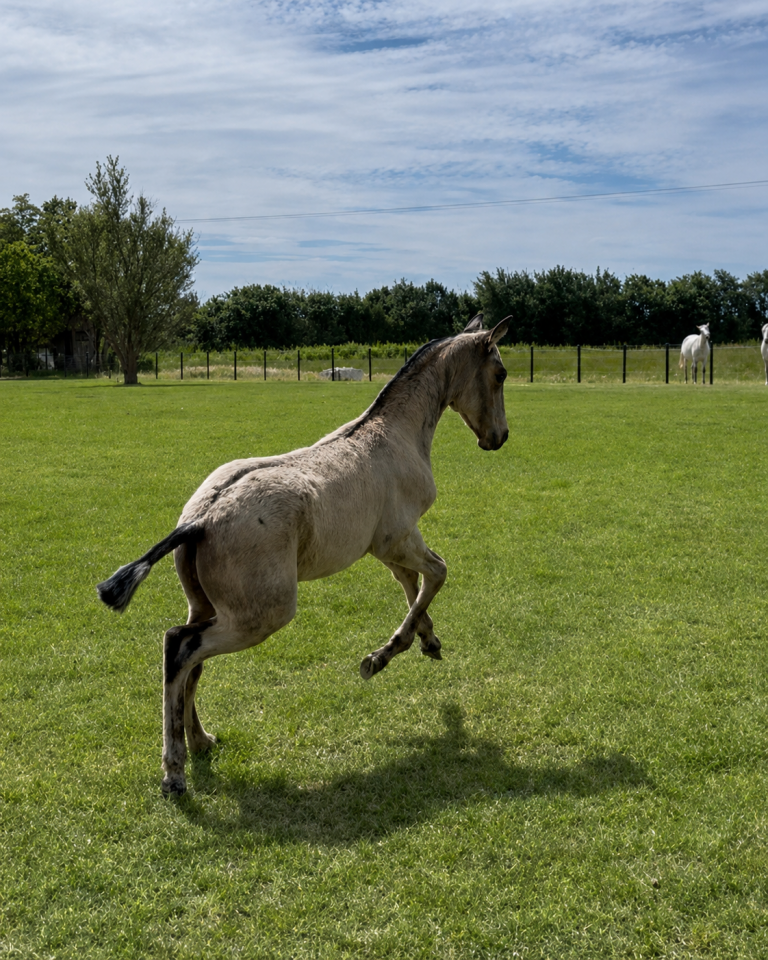 Pouliche &mdash; lusitano 