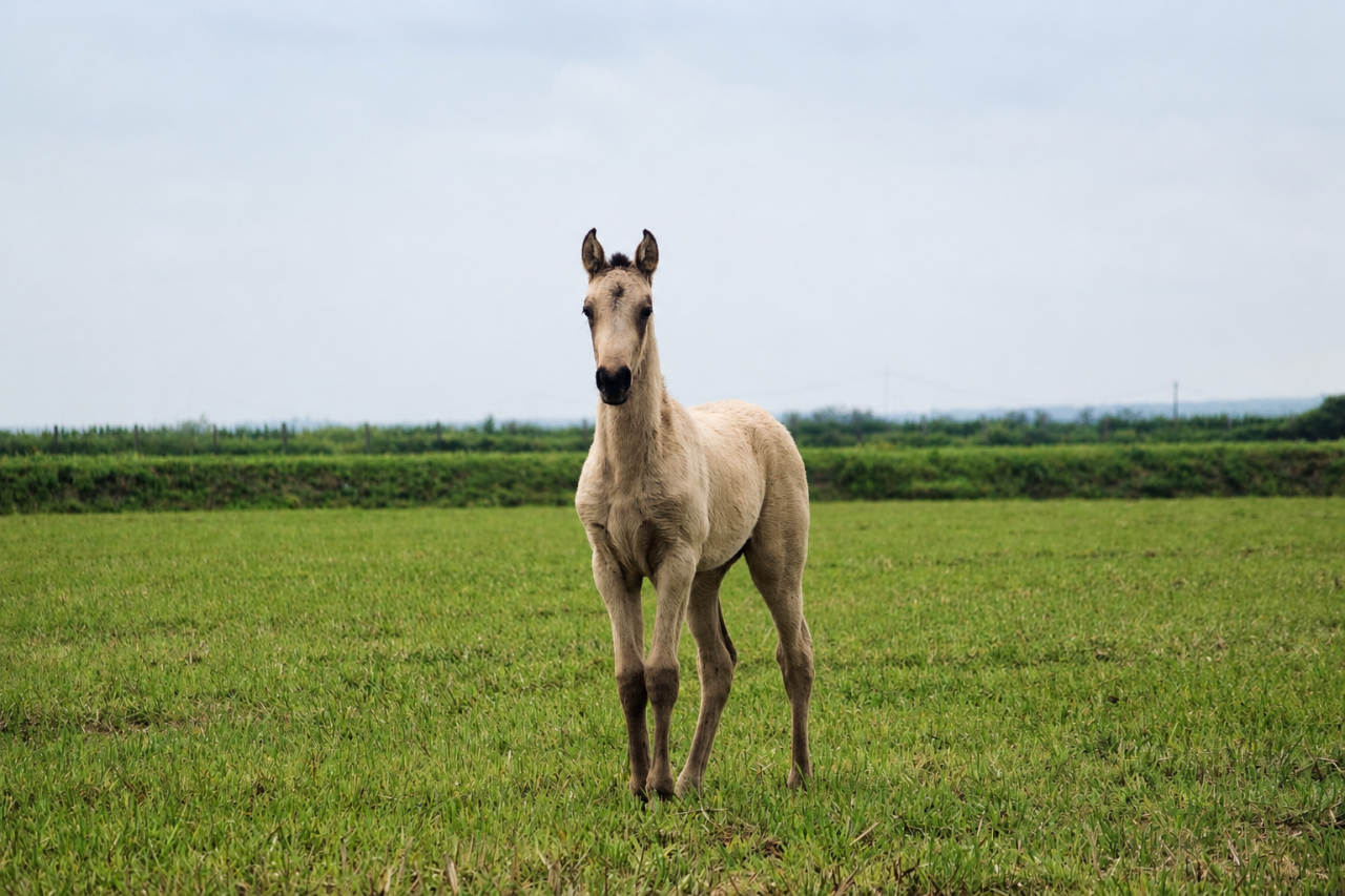 Pouliche &mdash; lusitano 